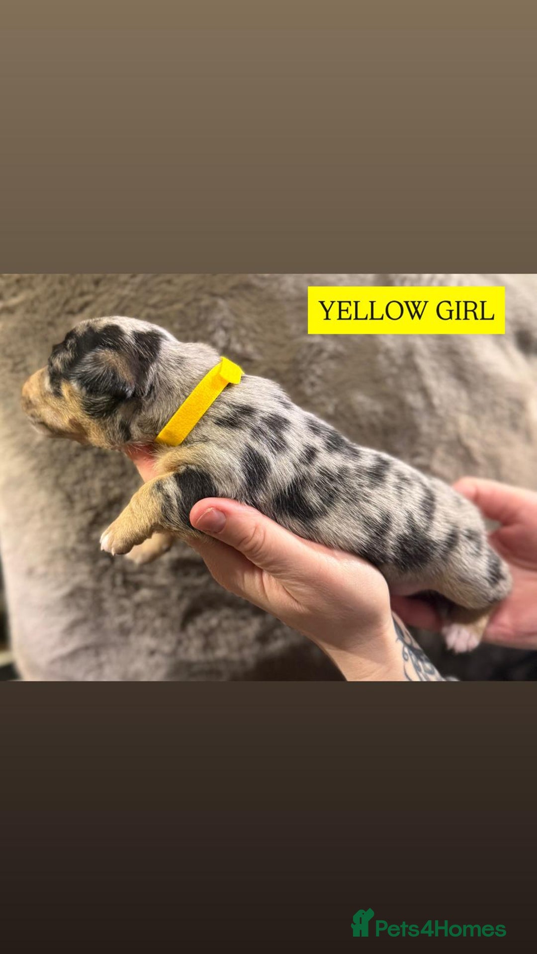 Jack Russell dogs for sale: Pure Breed special colour Jack Russells  - Advert 9