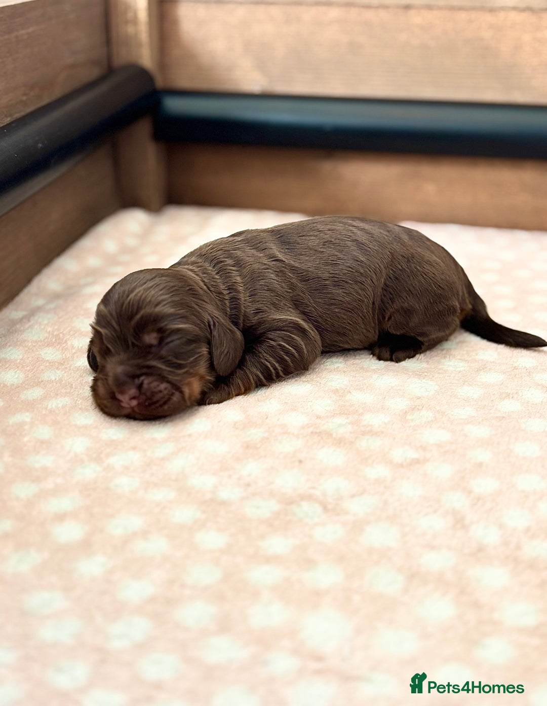 Cocker Spaniel dogs for sale: 🐶 Health-Tested Show-Type Cocke Spaniels 🐶 - Image 5