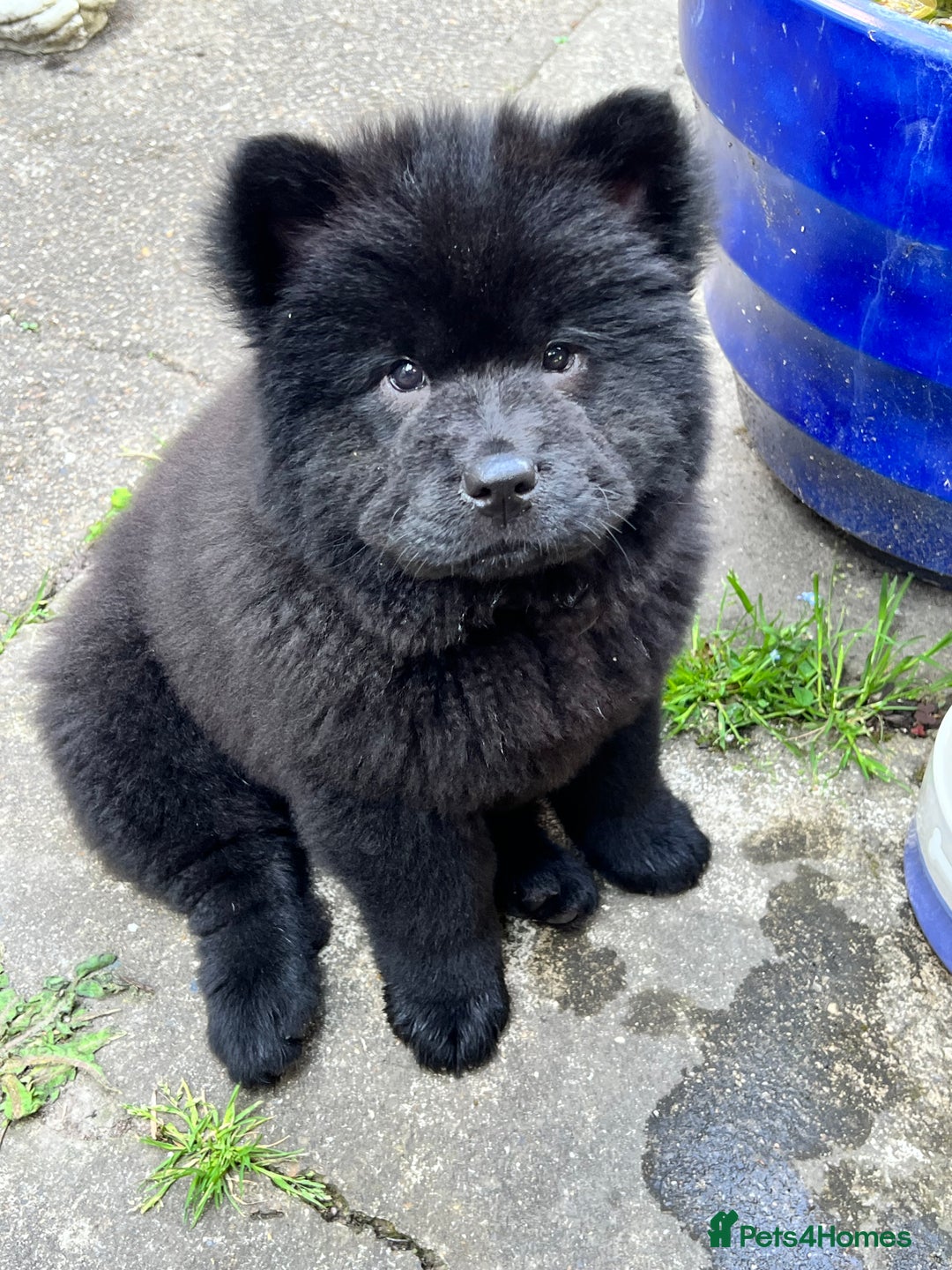 Chau Chau Chow Chow All Black Chao Chao Chow Chow Full Grown Size