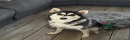 Pomsky dogs for sale: Stunning fluffy pomsky puppies  in Chinnor - Advert 10