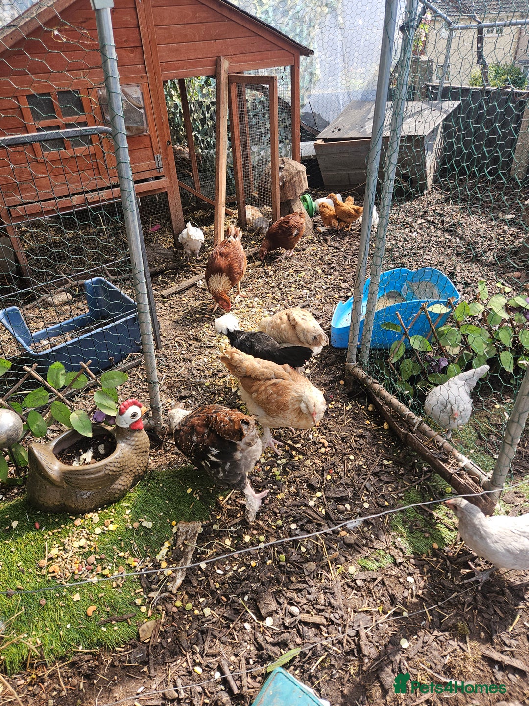 Chickens poultry for sale: Various breeds of chickens  - Image 8