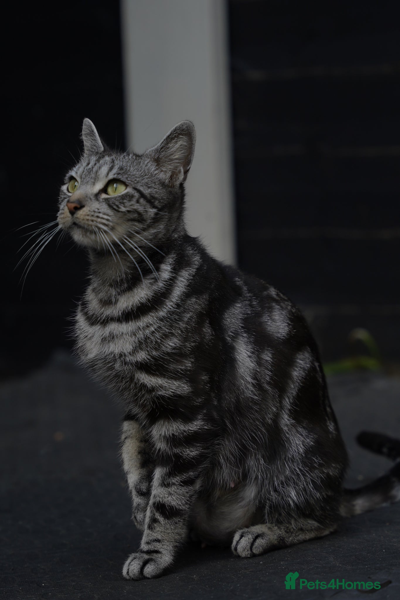 Mixed Breed cats Mixed breed  - Advert 2