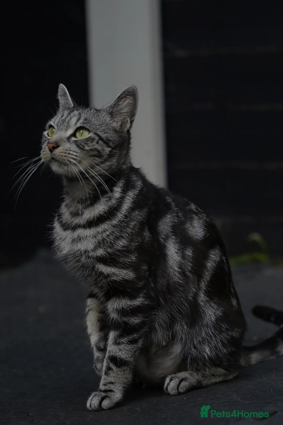 Mixed Breed cats for sale: Mixed breed  in Cheltenham - Advert 1