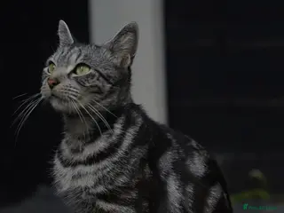 Mixed Breed cats Mixed breed - Advert 7