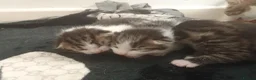 Mixed Breed cats for sale: Kittens for sale  - Advert 11