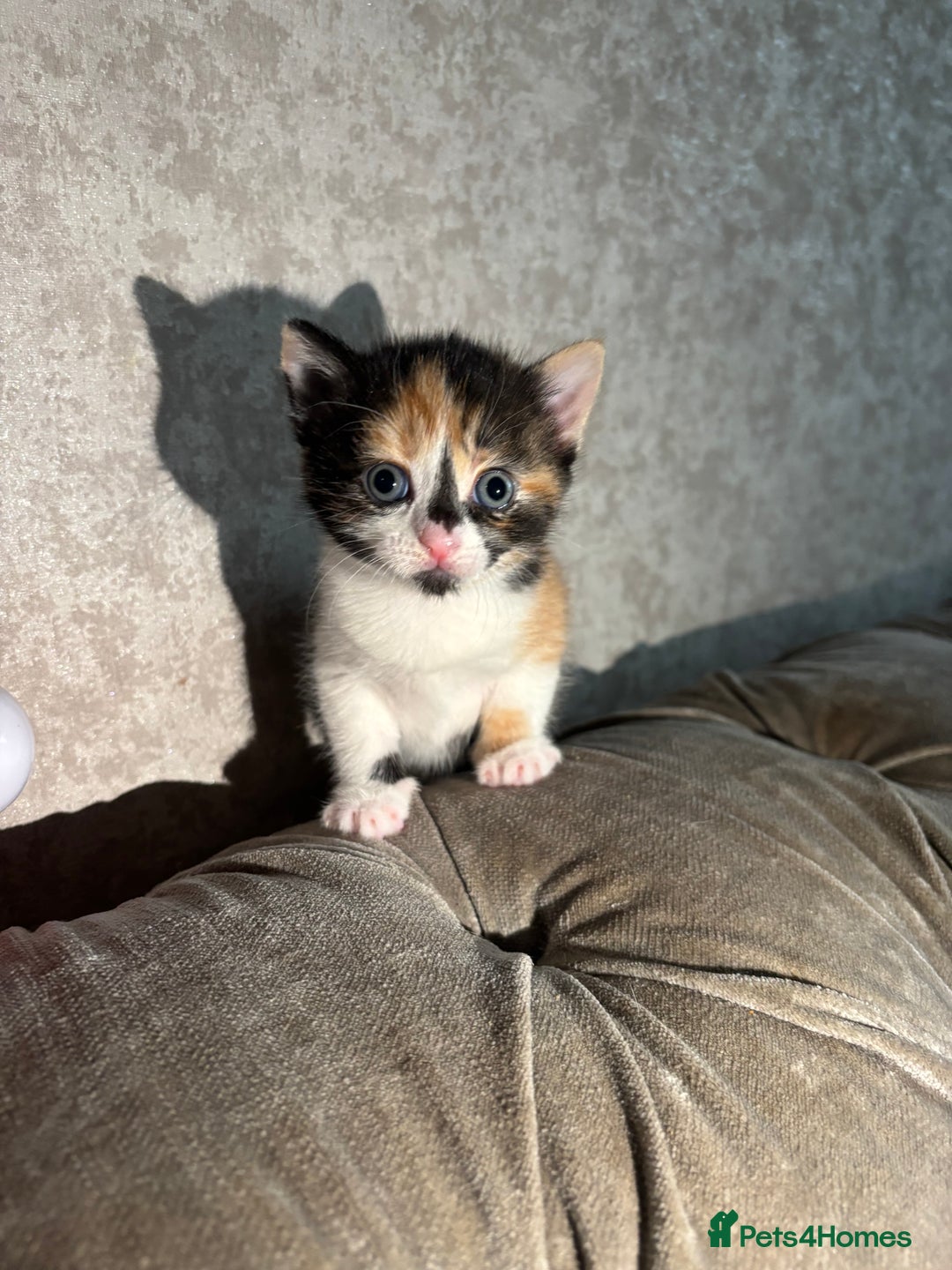 Mixed Breed cats for sale: 3 Gorgeous Kittens - Advert 12