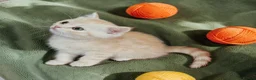 Scottish Fold cats for sale: Adorable Scottish Fold Straight Ear Tabby Kittens  - Advert 19