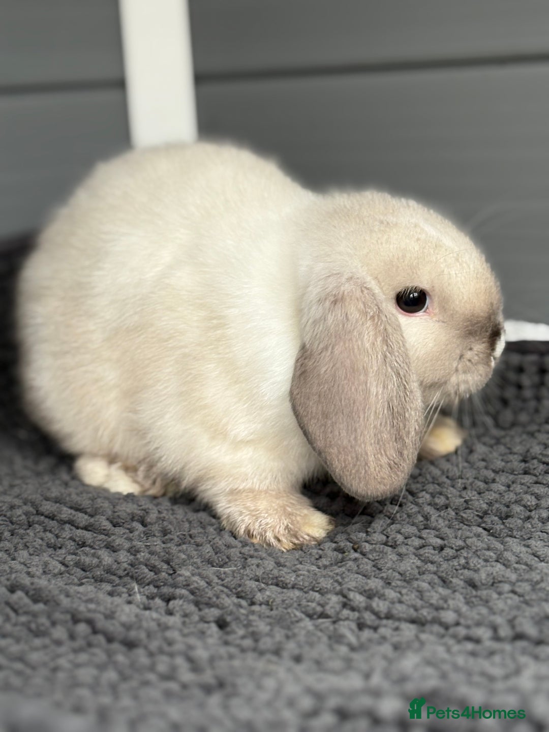 Mini Lop rabbits for sale: Beautiful female mini lop  - Image 3