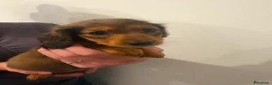 Miniature Dachshund 3
