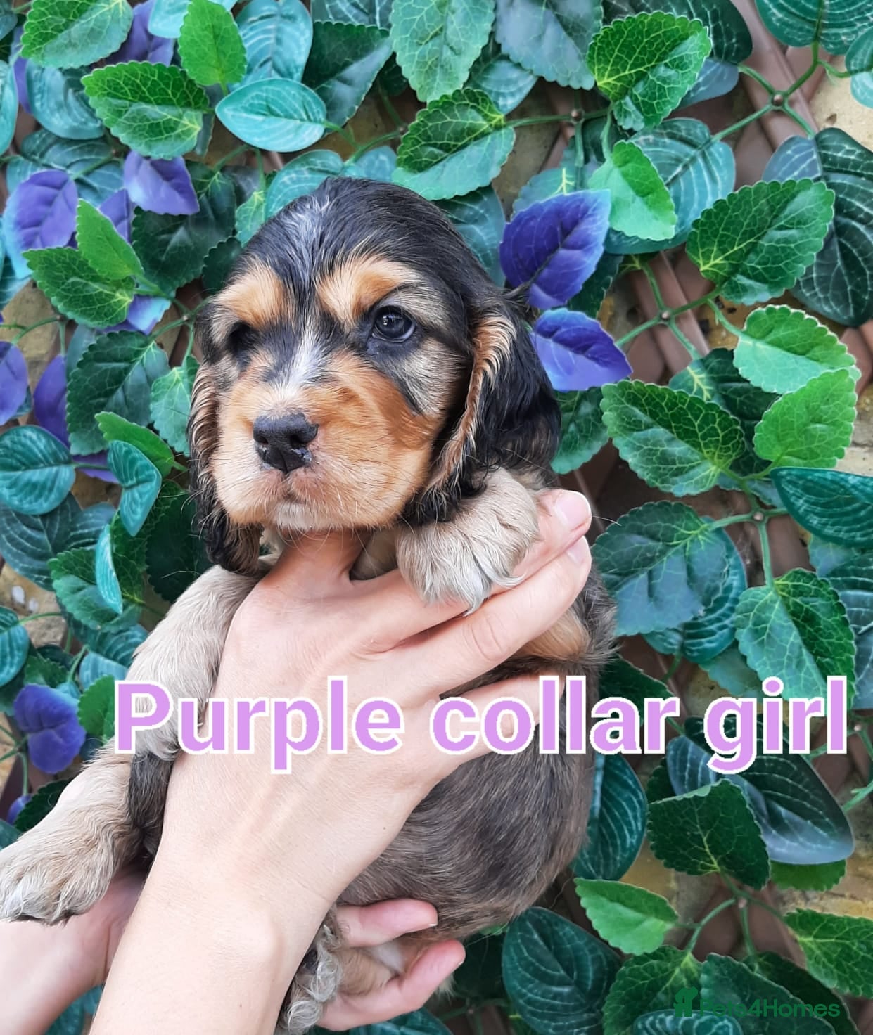 Cocker Spaniel dogs SUPERB SHOW TYPE COCKER SPANIEL PUPPIES  - Advert 1