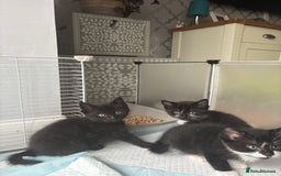 Mixed Breed cats for sale: 4 beautiful kittens - Image 8