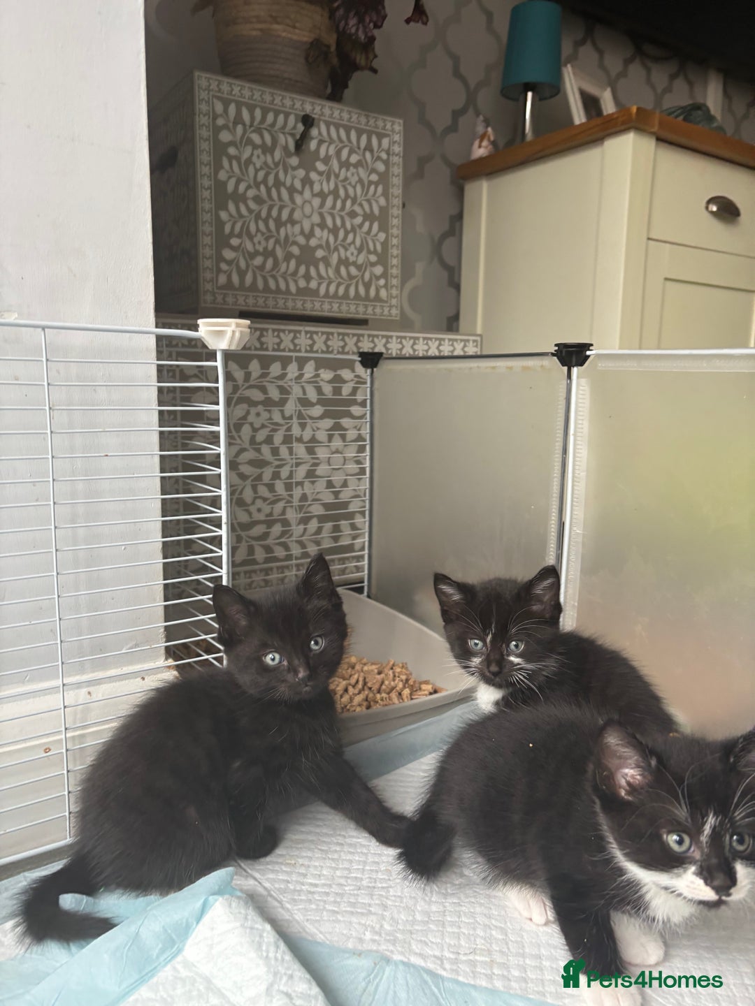 Mixed Breed cats for sale: 4 beautiful kittens - Image 8