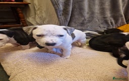 Staffordshire Bull Terrier dogs for sale: From Our Family to Yours - Image 10