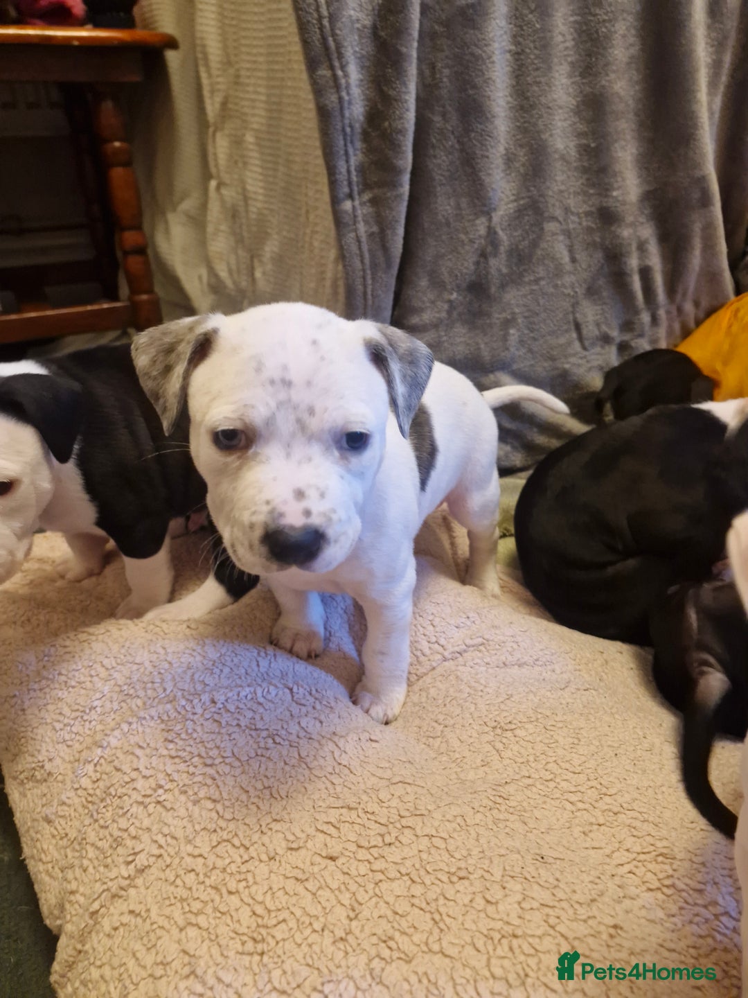 Staffordshire Bull Terrier dogs for sale: From Our Family to Yours - Image 10