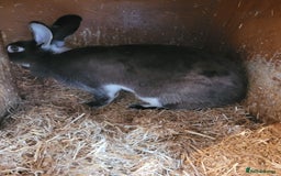Belgian Hares rabbits for sale: 'Bramble' Belgian Hare chocolate and white doe - Image 3