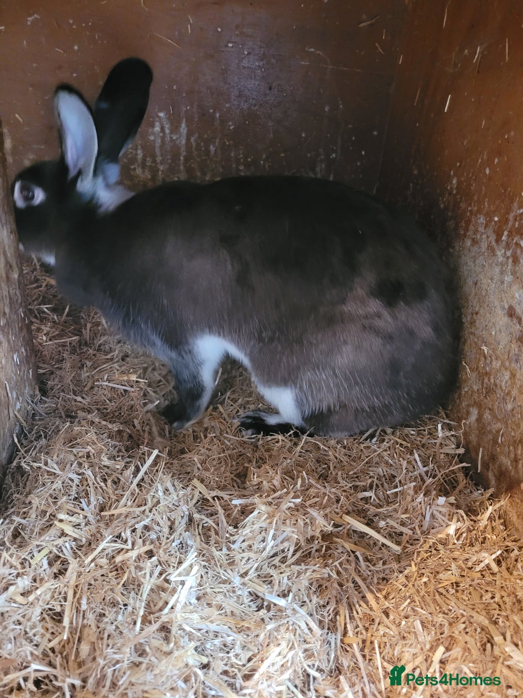 Belgian Hares rabbits for sale: 'Bramble' Belgian Hare chocolate and white doe - Image 3