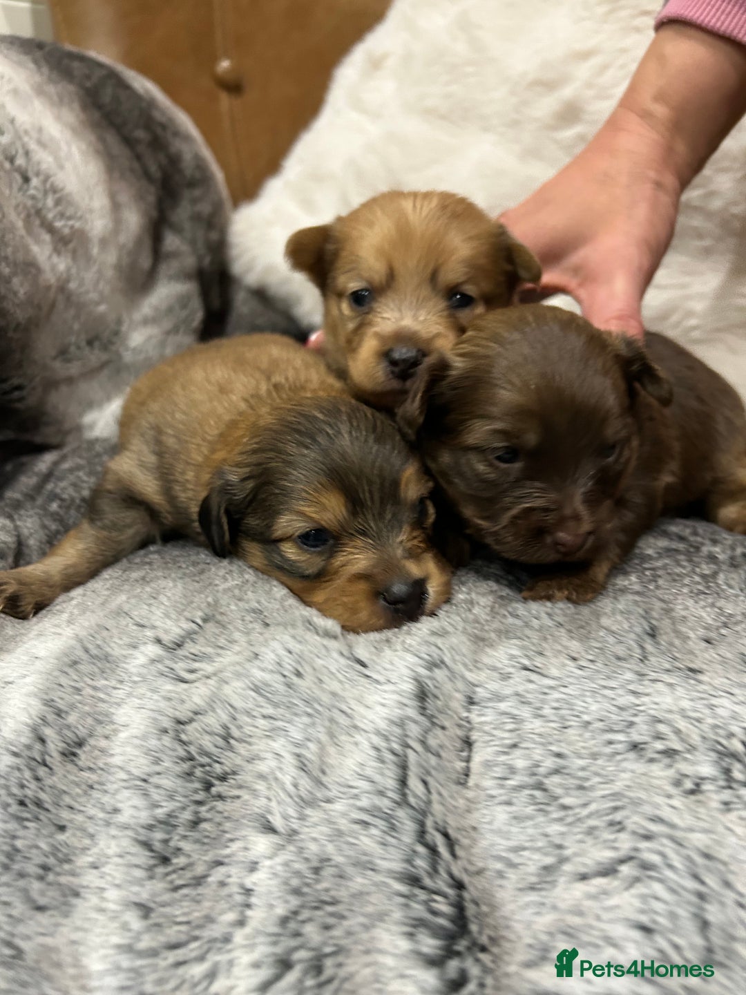 Mixed Breed dogs for sale: Miniature Dauchshund/ Pomeranian puppies for sale - Advert 1