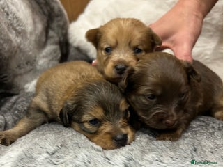 Mixed Breed dogs Miniature Dauchshund/ Pomeranian puppies for sale - Advert 1