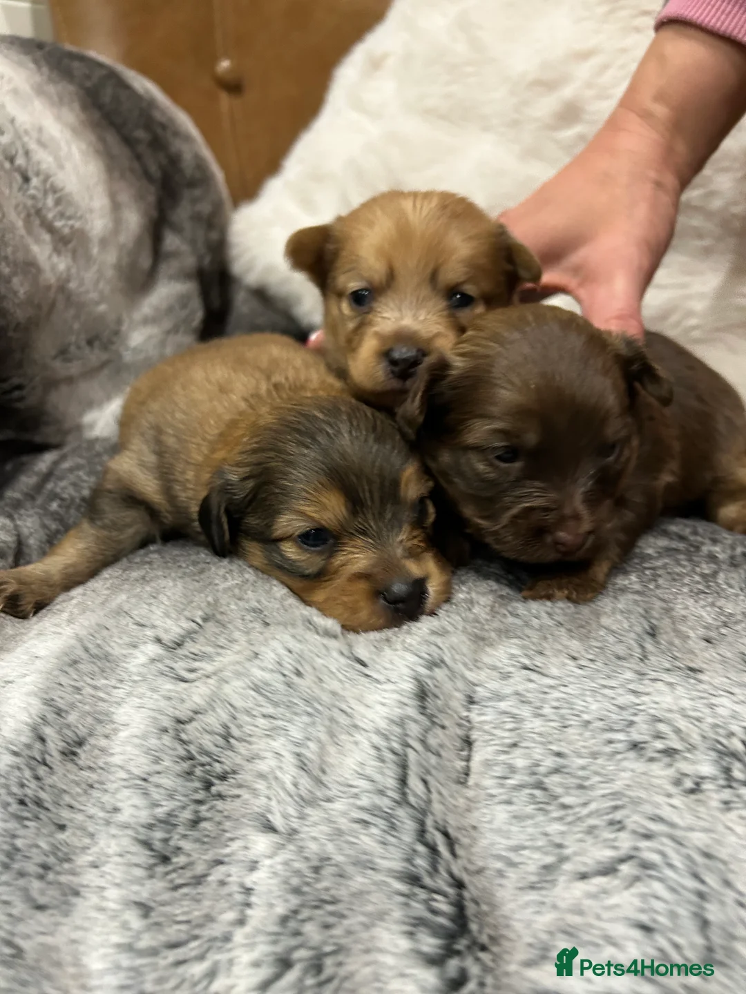 Mixed Breed dogs for sale: Miniature dachshund pomeranian sausage dog small  - Advert 6