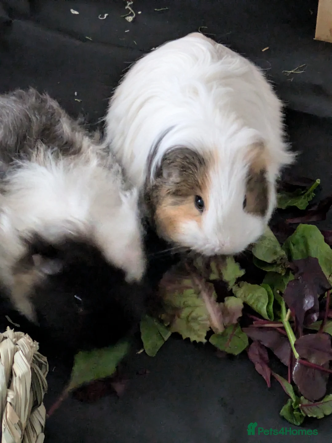 Mixed Breed livestock for sale: 2 Guinea pigs  - Advert 4