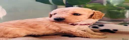 Miniature Poodle dogs for sale: 🐩KC-registered Miniature Poodles Raised with care - Advert 4