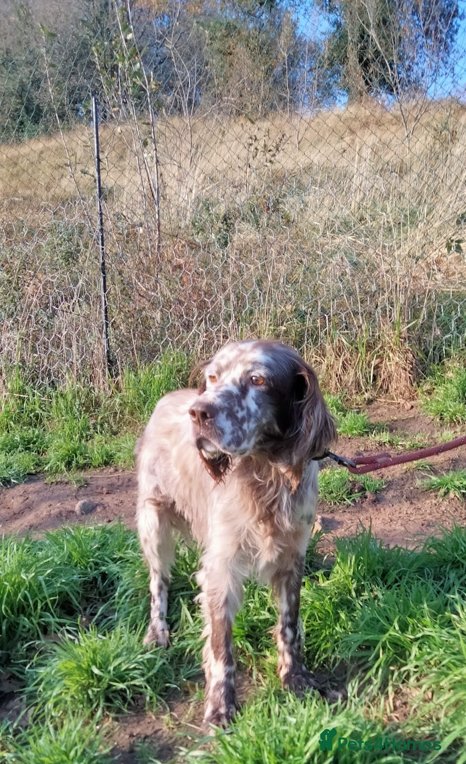 English Setter dogs Yako  - Advert 2