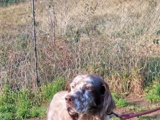 English Setter dogs Yako - Advert 4