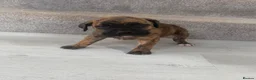 Mixed Breed dogs for sale: Cane corso x Presa canario pups  in Houghton le Spring - Advert 6