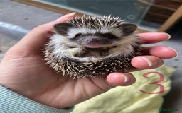 Pygmy Hedgehog rodents for sale: Pygmy Hedgehogs available  - Image 5