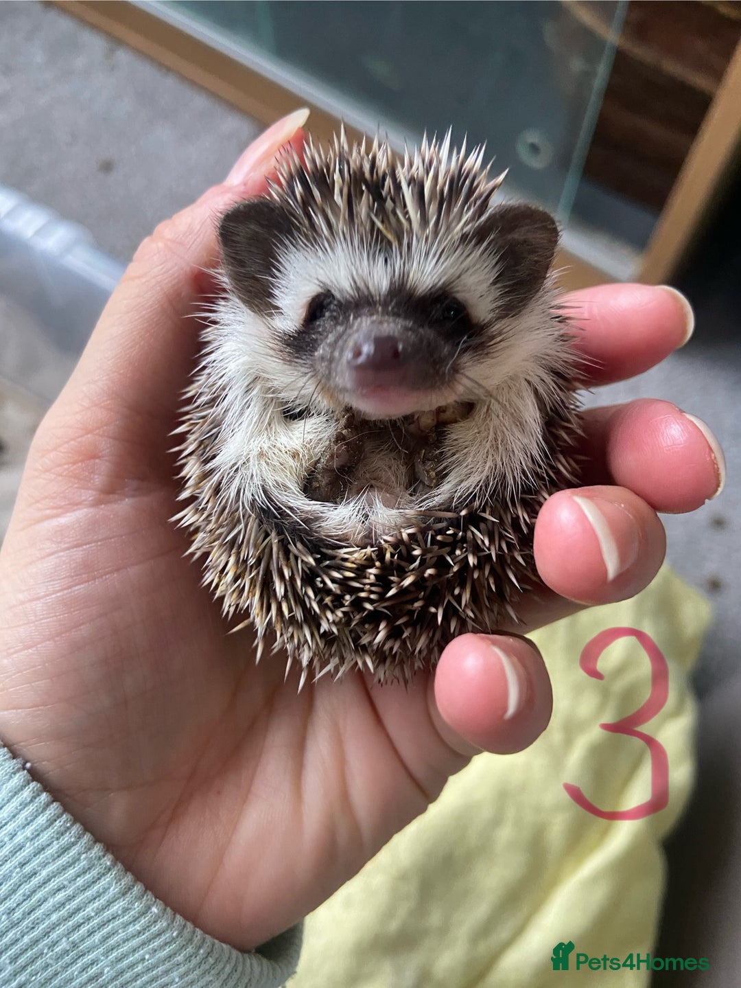 Pygmy Hedgehog rodents for sale: Pygmy Hedgehogs available  - Image 5
