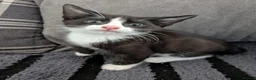 Mixed Breed cats for sale: Beautiful 9 week kittens  in Bognor Regis - Advert 2