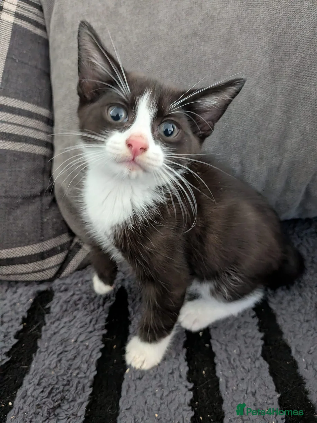Mixed Breed cats for sale: Beautiful 9 week kittens  in Bognor Regis - Advert 2