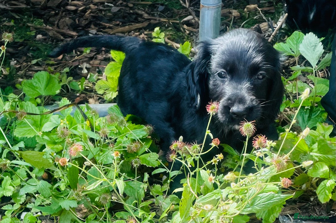 Sprocker dogs for sale: Sprocker Spaniel Puppies  in Swansea - Image 2