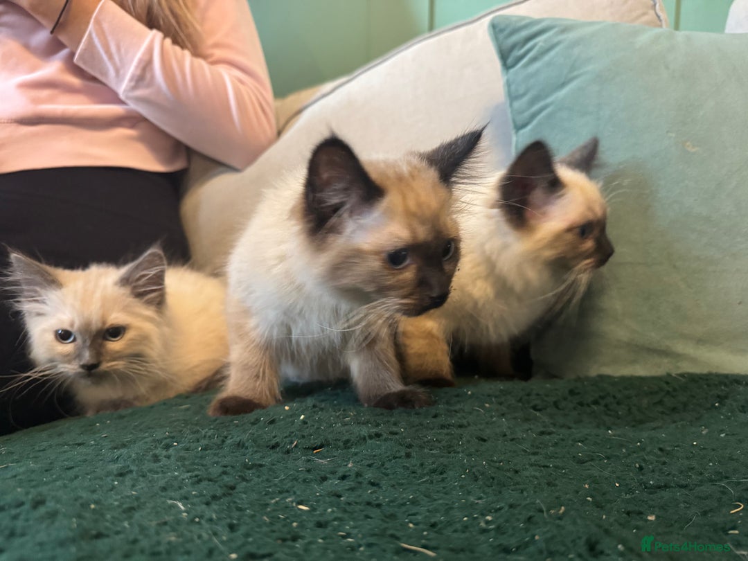 Ragdoll cats for sale: Reduced! Ragdoll kittens ready for new homes now!  - Image 4