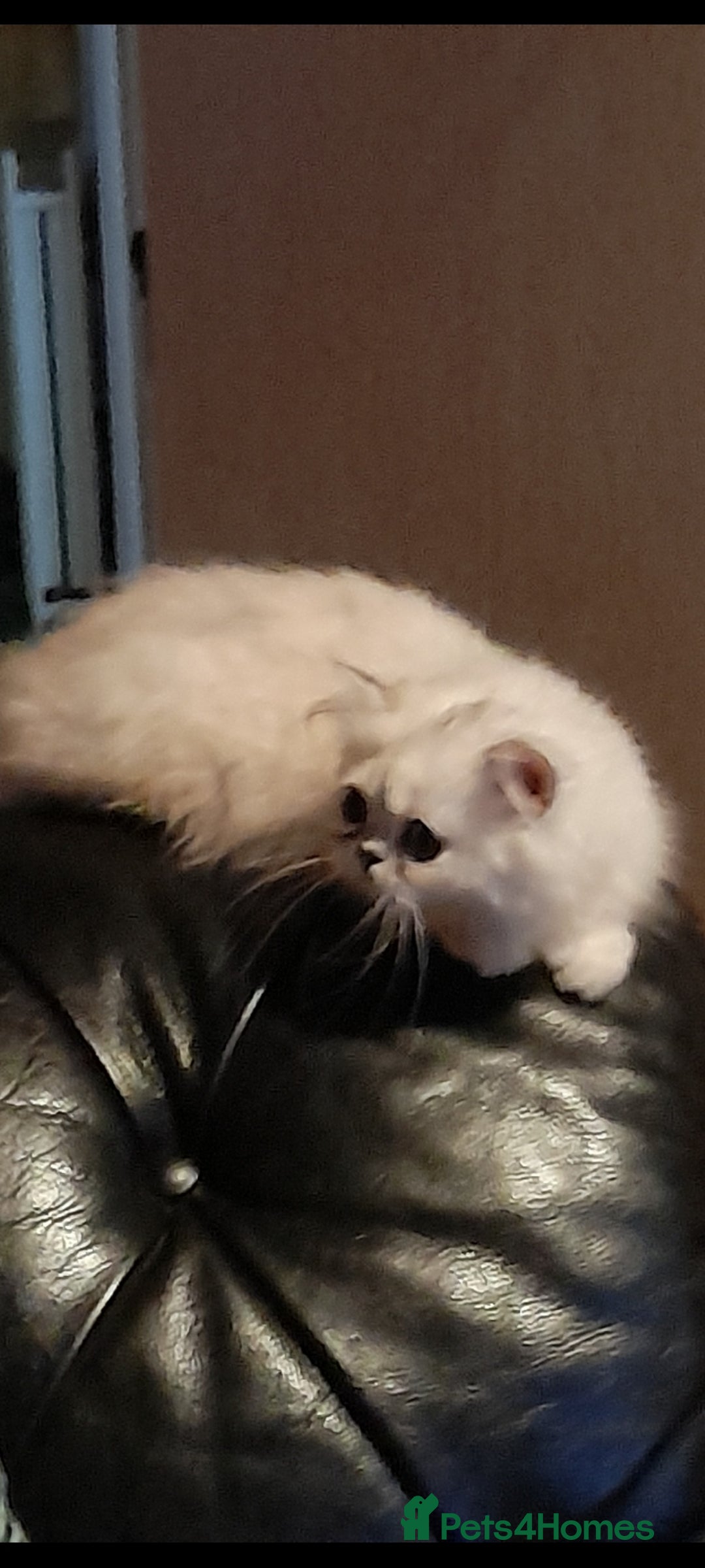 Persian cats for sale: exceptional chinchilla persian kittens  - Image 1