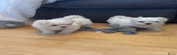 Maltese dogs for sale: ✨Adorable Maltese Puppies – Ready now!   ✨ - Advert 11