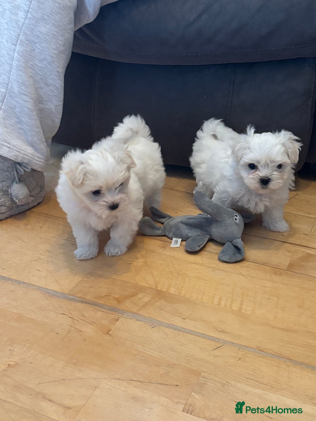 Maltese dogs for sale: ✨Adorable Maltese Puppies – Ready now!   ✨ - Advert 11