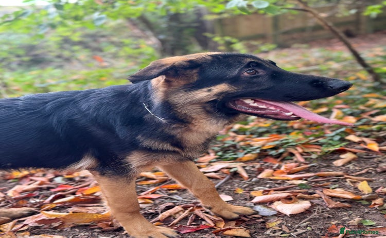 German Shepherd dogs For sale  - Advert 1