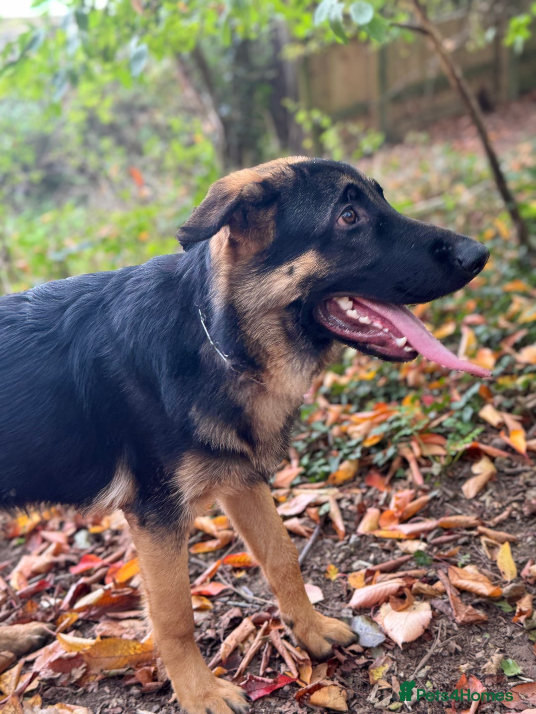 German Shepherd dogs for sale: For sale  - Advert 1