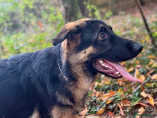 German Shepherd dogs For sale - Advert 1