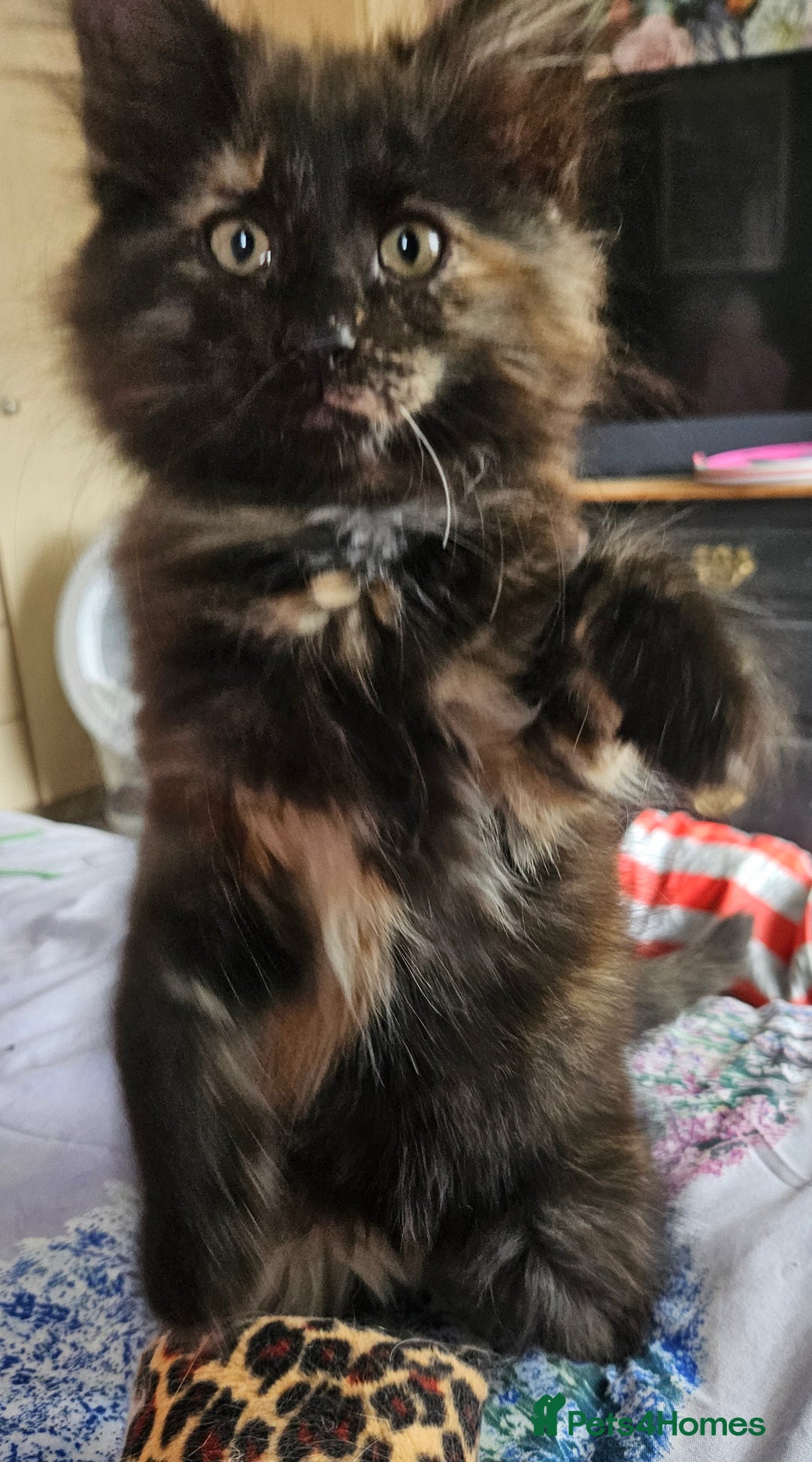 Norwegian Forest Cat cats for sale: Full pedigreed Norwegian forest cats  - Image 6
