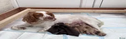 Cocker Spaniel dogs for sale: 6 Beautiful Cocker Spaniel Pups in Scarborough - Advert 2