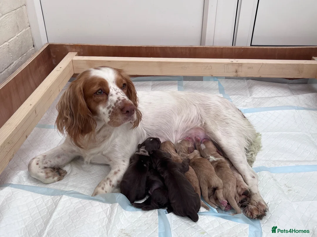Cocker Spaniel dogs for sale: 6 Beautiful Cocker Spaniel Pups in Scarborough - Advert 2