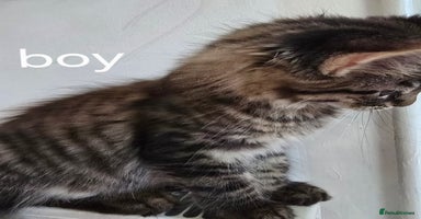 Maine Coon cats - Advert 18