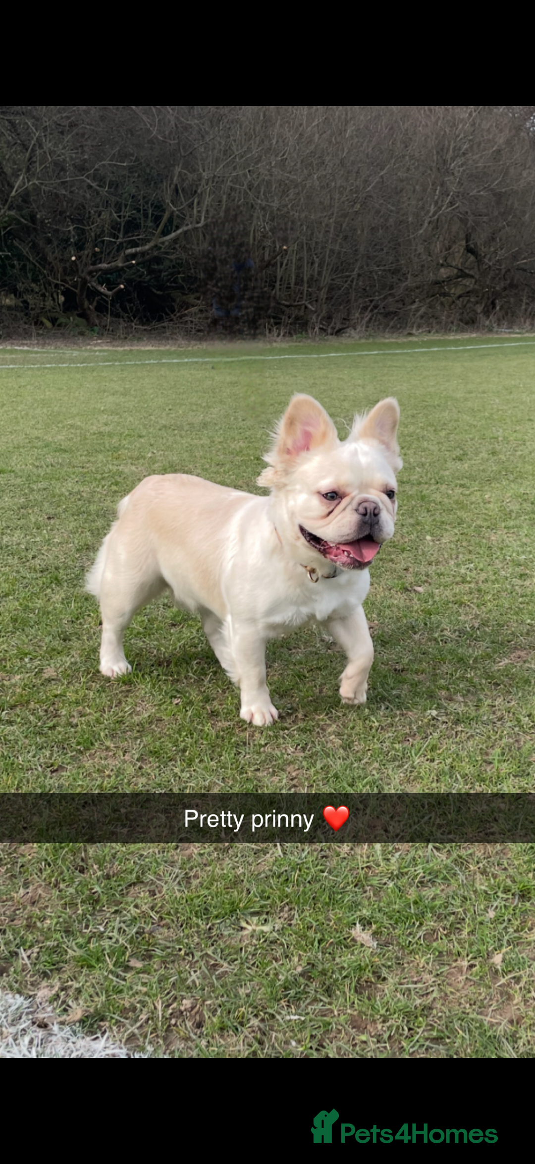 French Bulldog dogs for sale: Full visual outstanding fluffy frenchies - Advert 39
