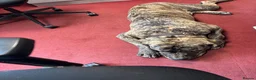 Cane Corso dogs for sale: Baxter in Haverhill - Advert 6