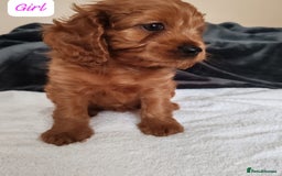 Cavapoo dogs for sale: Lovely Cavapoo puppies - Image 2