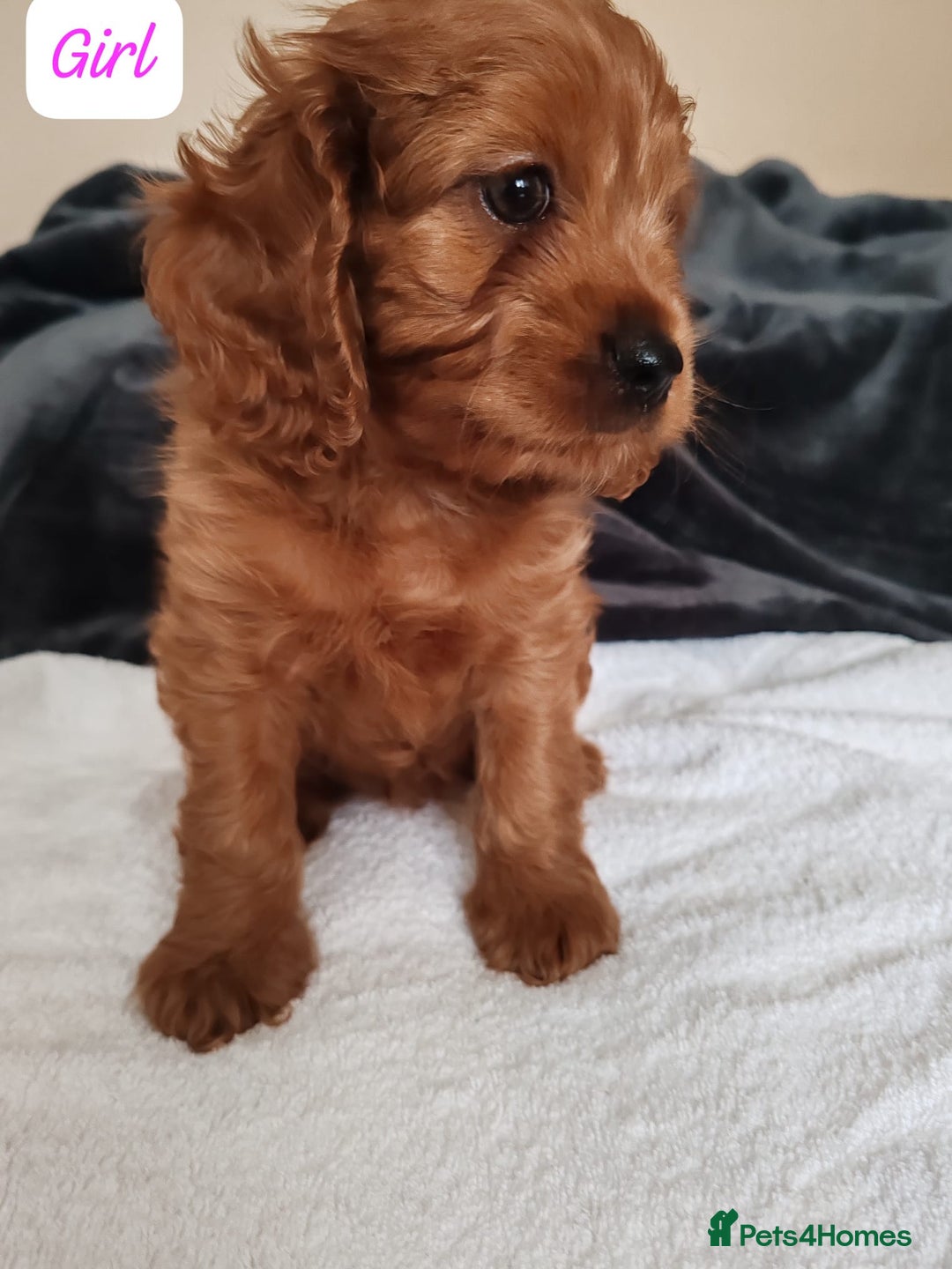 Cavapoo dogs for sale: Lovely Cavapoo puppies - Image 2