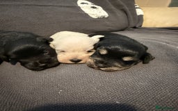 Miniature Schnauzer dogs for sale: Miniature schnauzer puppies  - Image 6