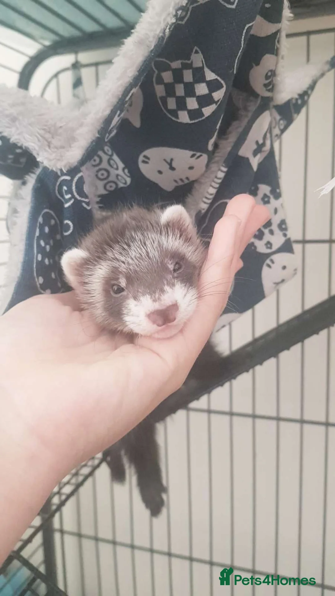Ferret rodents for sale: Male ferret looking new family  - Advert 2